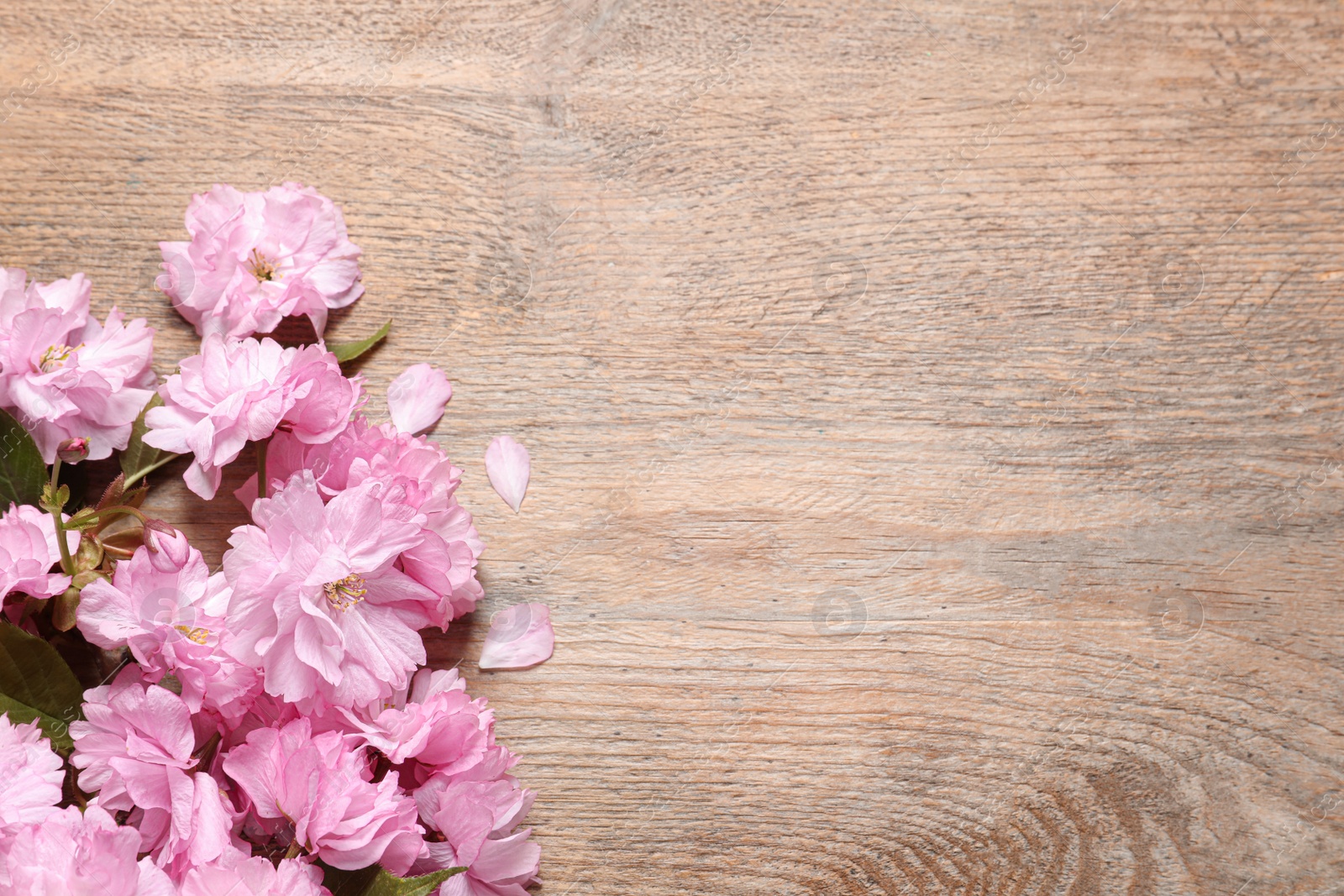 Photo of Beautiful sakura tree blossoms on wooden table, flat lay. Space for text