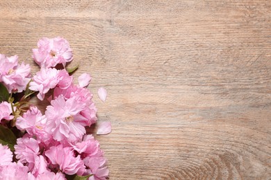 Beautiful sakura tree blossoms on wooden table, flat lay. Space for text