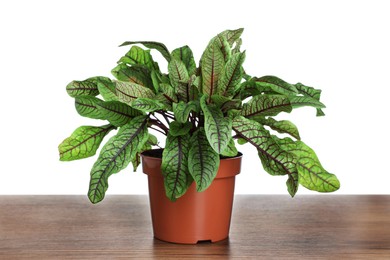 Photo of Sorrel plant in pot on wooden table against white background
