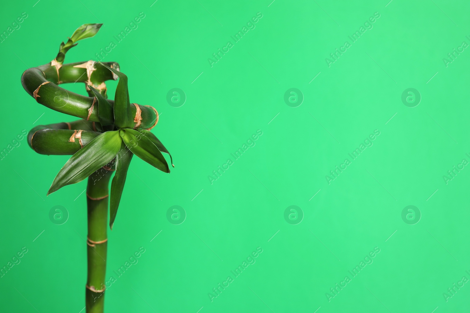 Photo of Beautiful bamboo stem on light green background, space for text