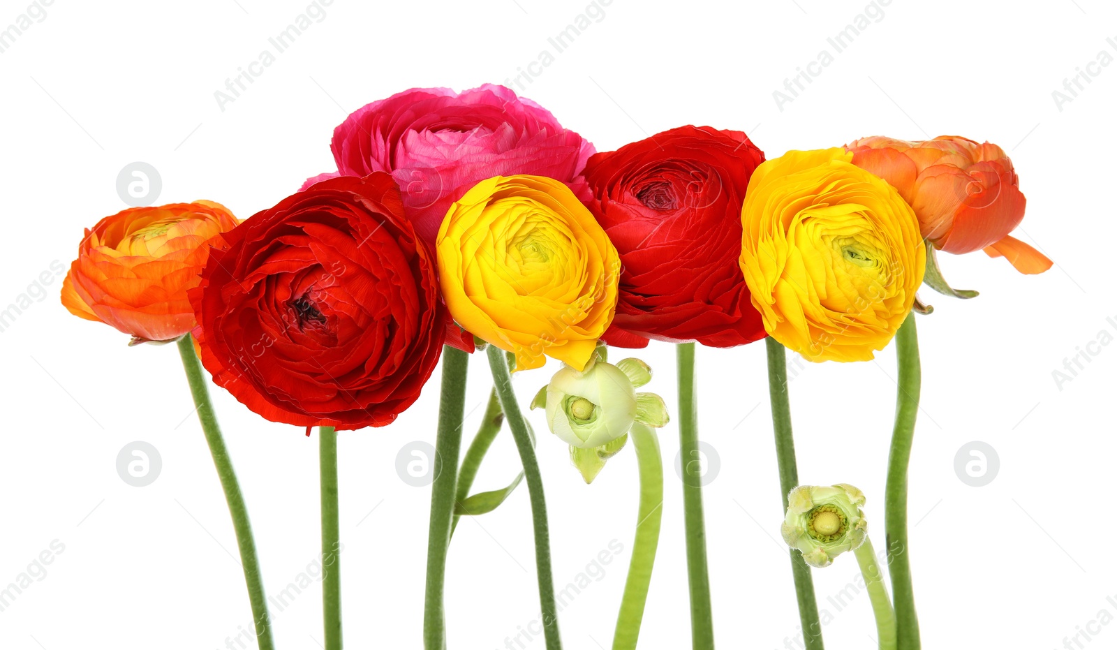 Photo of Beautiful spring ranunculus flowers isolated on white