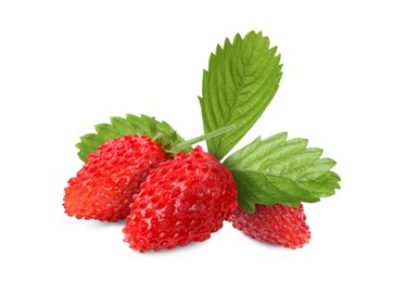 Fresh ripe wild strawberries with green leaves isolated on white