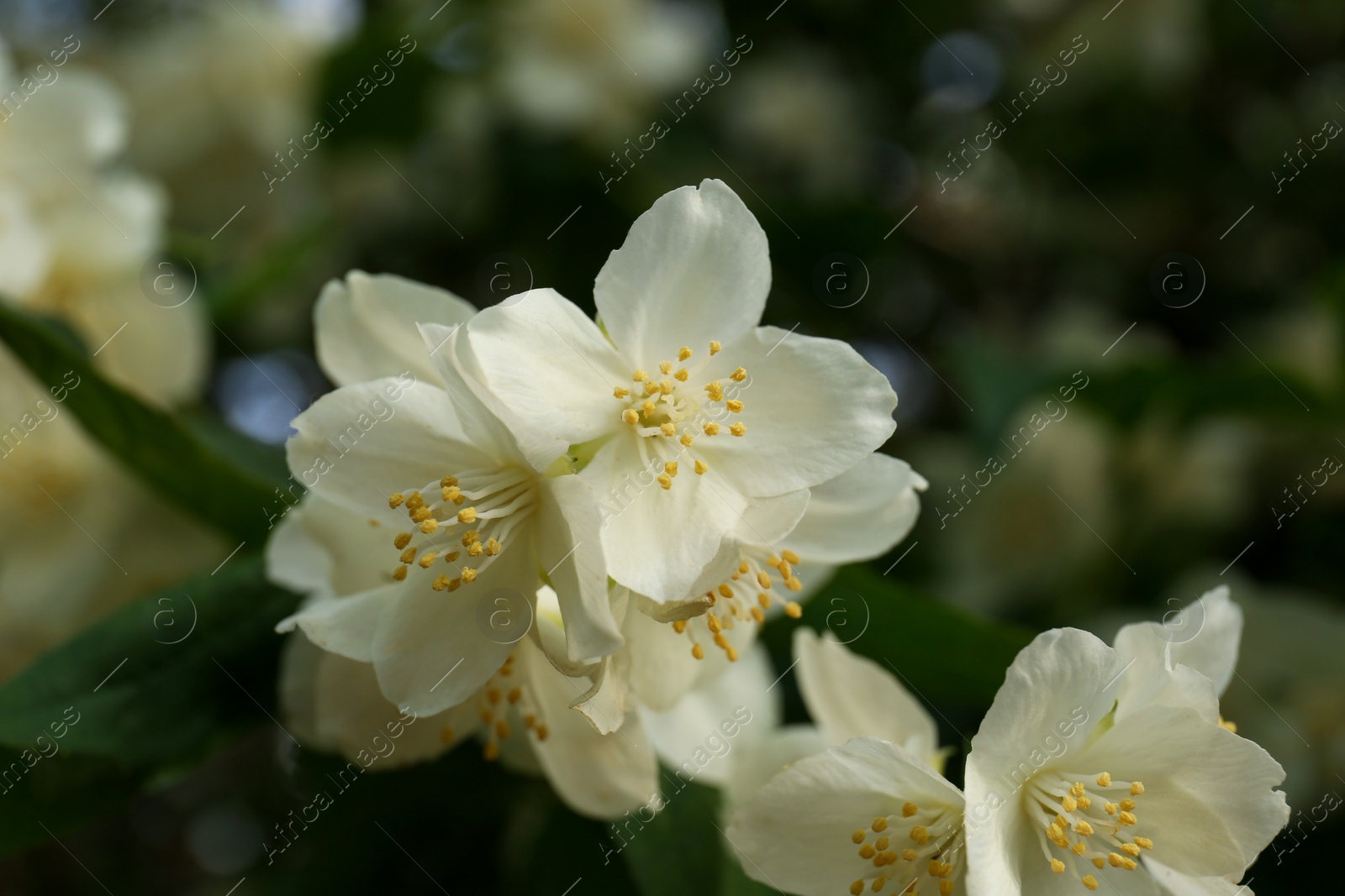 Photo of Beautiful blooming white jasmine shrub outdoors, closeup