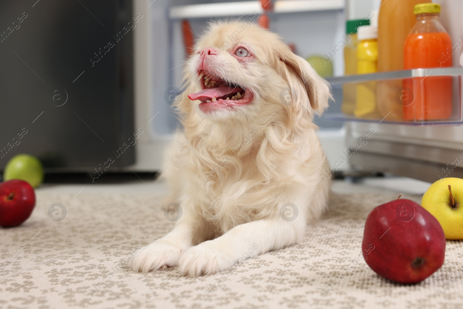 Photo of Cute Pekingese dog and scattered fruits near refrigerator in kitchen