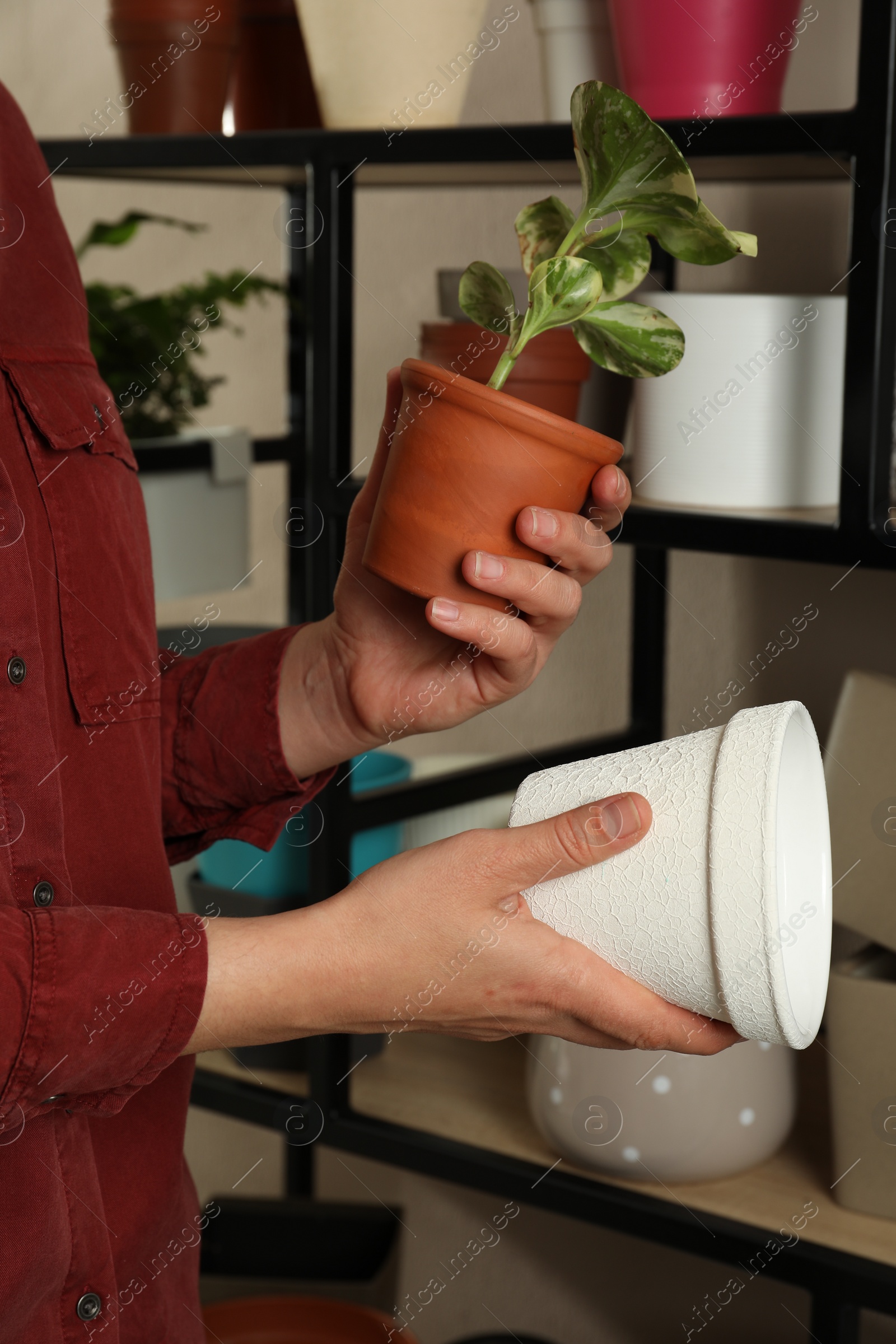 Photo of Woman holding houseplant and new pot indoors, closeup