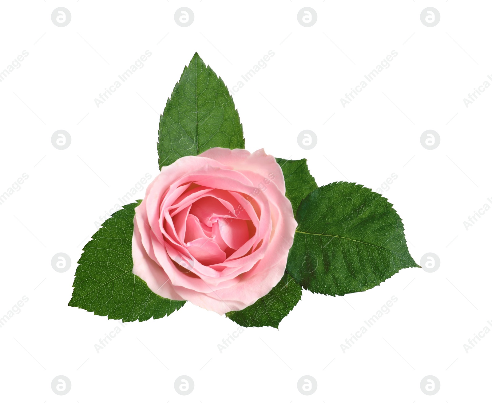 Photo of Beautiful blooming pink rose on white background, top view