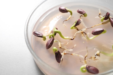 Photo of Germination and energy analysis of sunflower seeds in Petri dish on table, closeup. Laboratory research