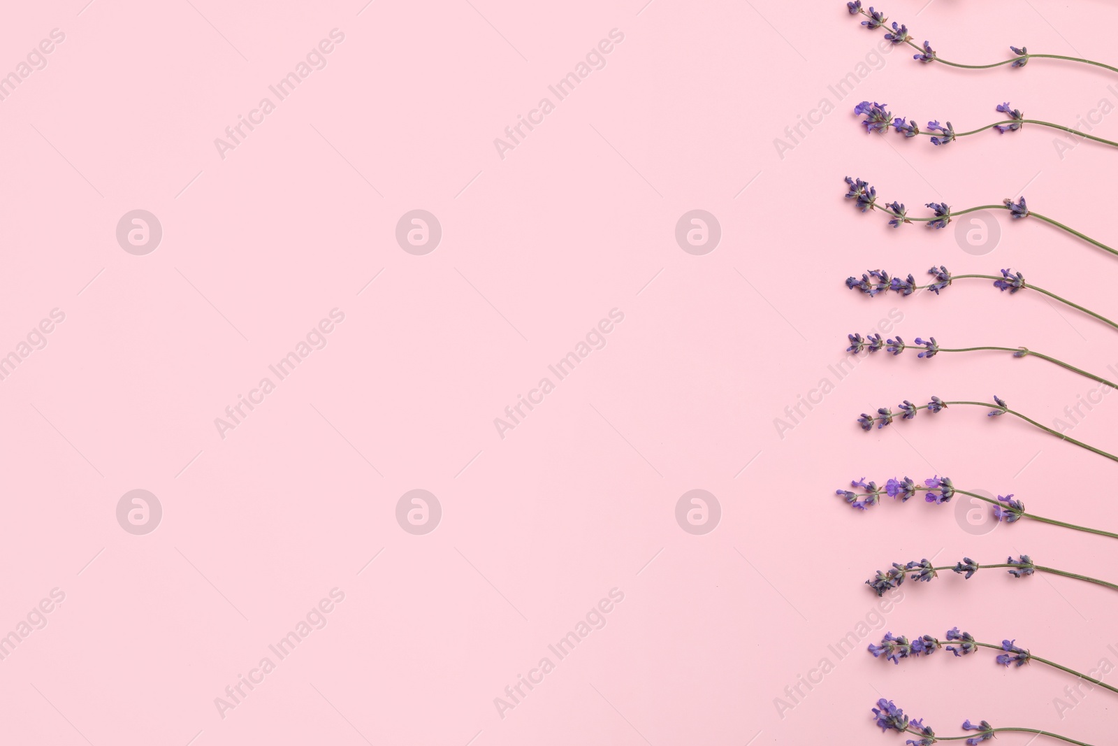 Photo of Beautiful lavender flowers on pink background, flat lay. Space for text