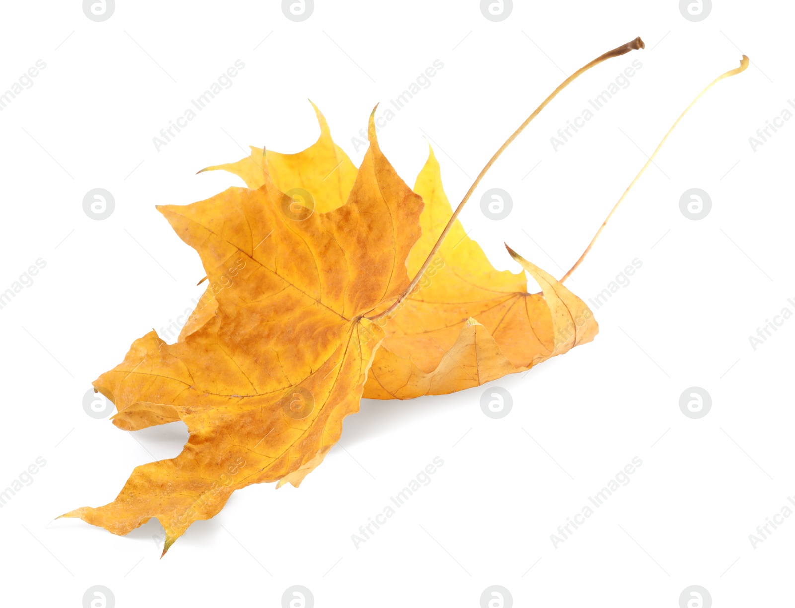 Photo of Autumn season. Dry maple leaves isolated on white