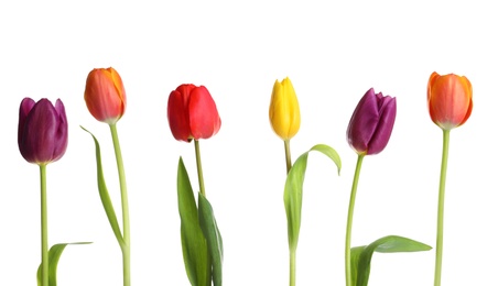 Beautiful bright tulips on white background. Spring flowers