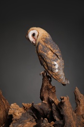 Photo of Beautiful common barn owl on tree against grey background