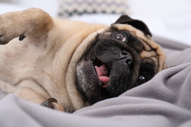 Happy cute pug dog on grey plaid at home