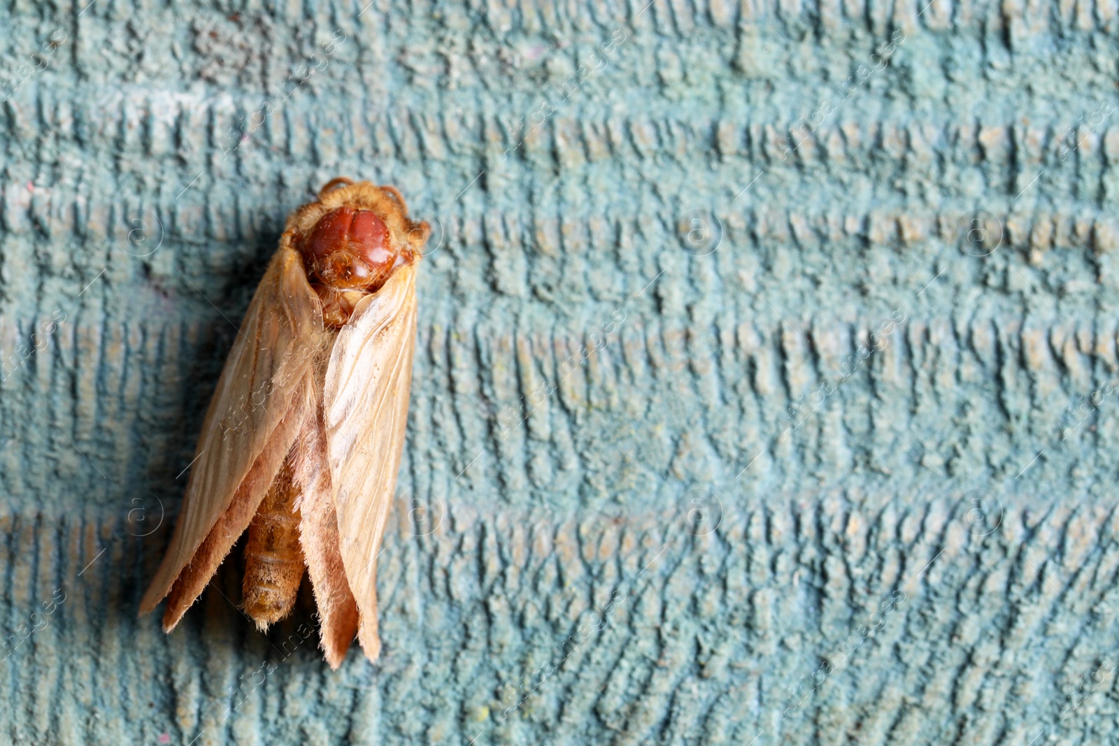 Photo of Brown common clothing moth on light textured background, top view. Space for text