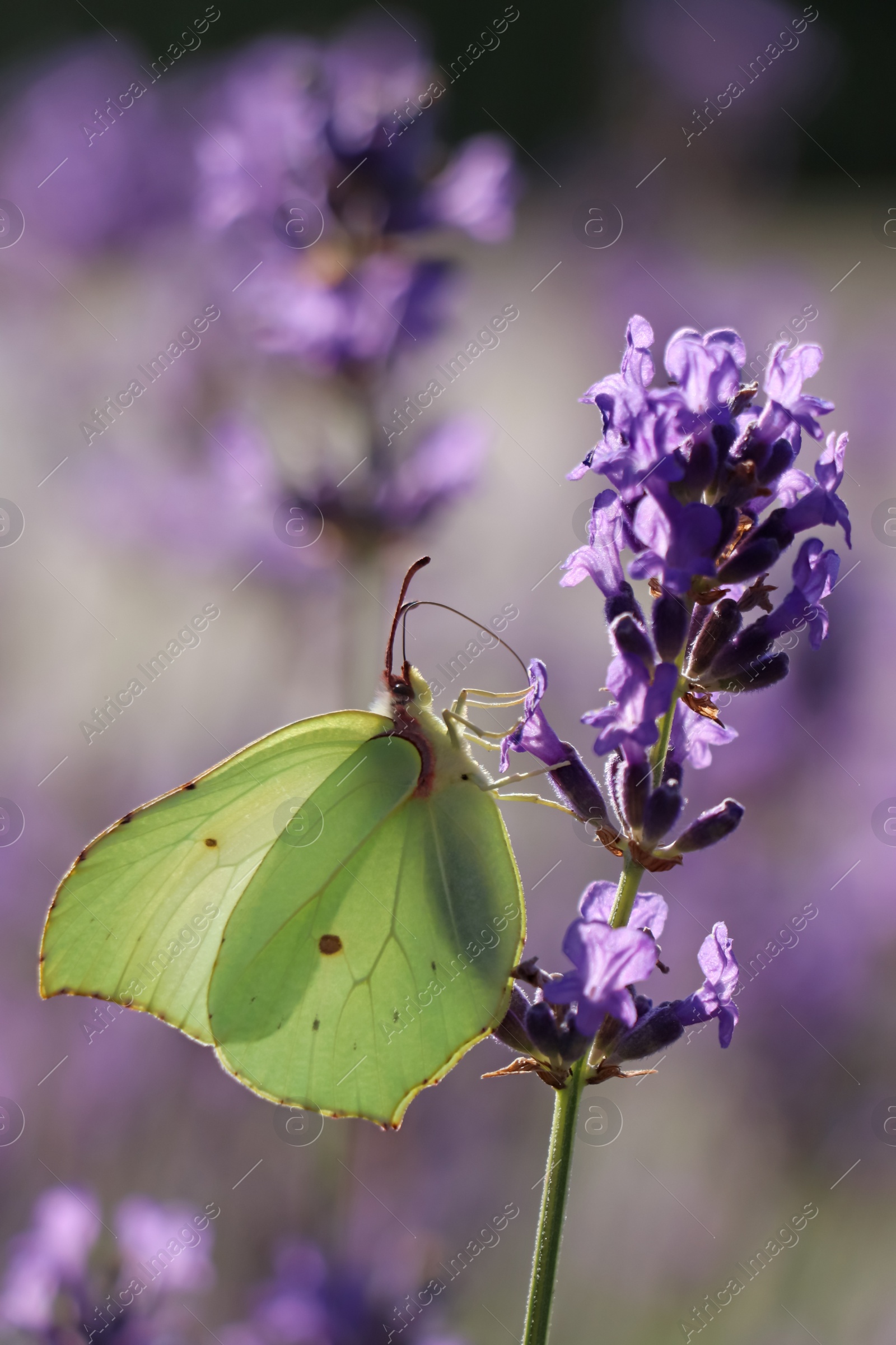 Photo of Beautiful butterfly in lavender field on summer day, closeup