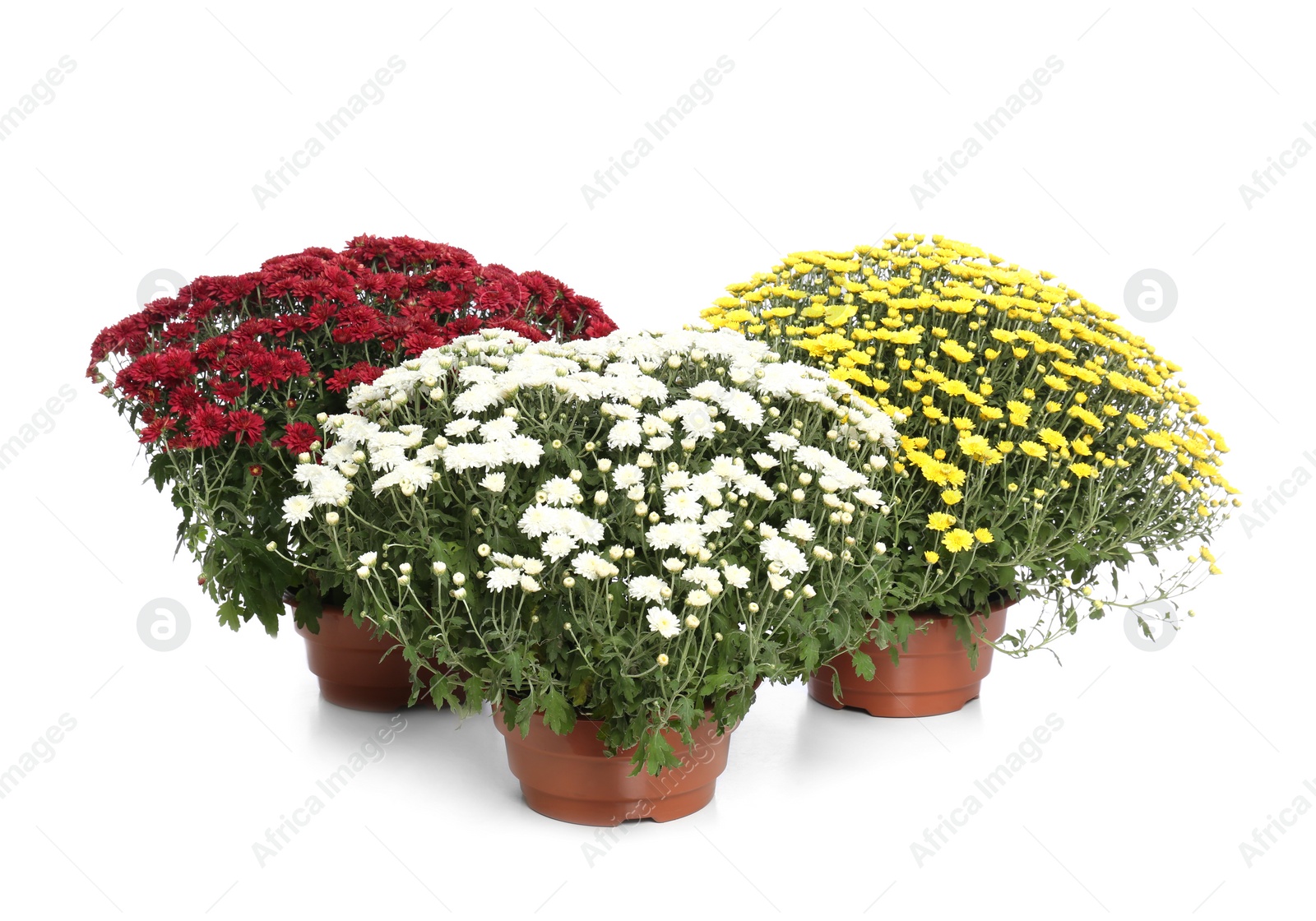 Photo of Pots with beautiful colorful chrysanthemum flowers on white background