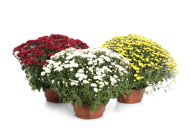 Pots with beautiful colorful chrysanthemum flowers on white background