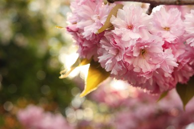 Beautiful pink sakura blossom on spring day, closeup. Space for text