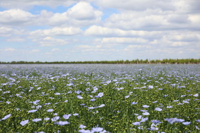 Beautiful view of blooming flax field on summer day