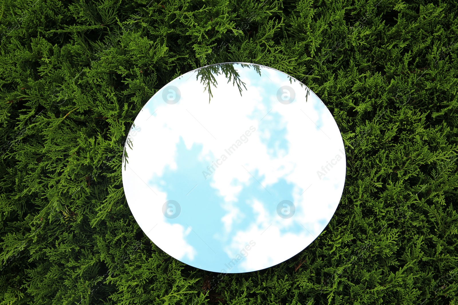 Photo of Round mirror on juniper shrub reflecting cloudy sky, top view