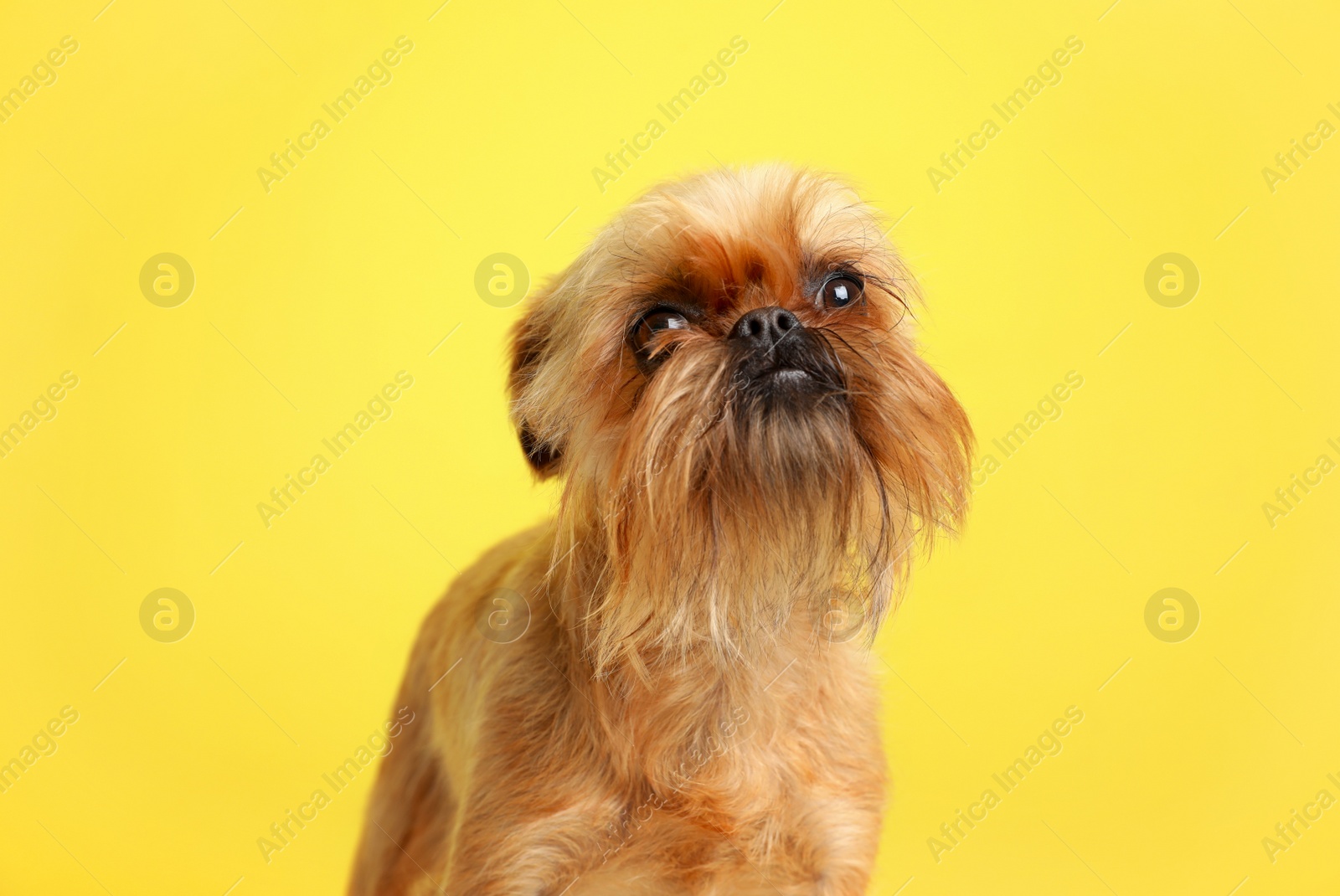 Photo of Studio portrait of funny Brussels Griffon dog on color background