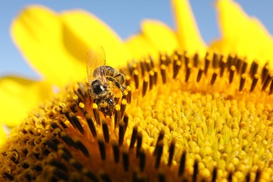 Photo of Honeybee collecting nectar from sunflower against light blue sky, closeup