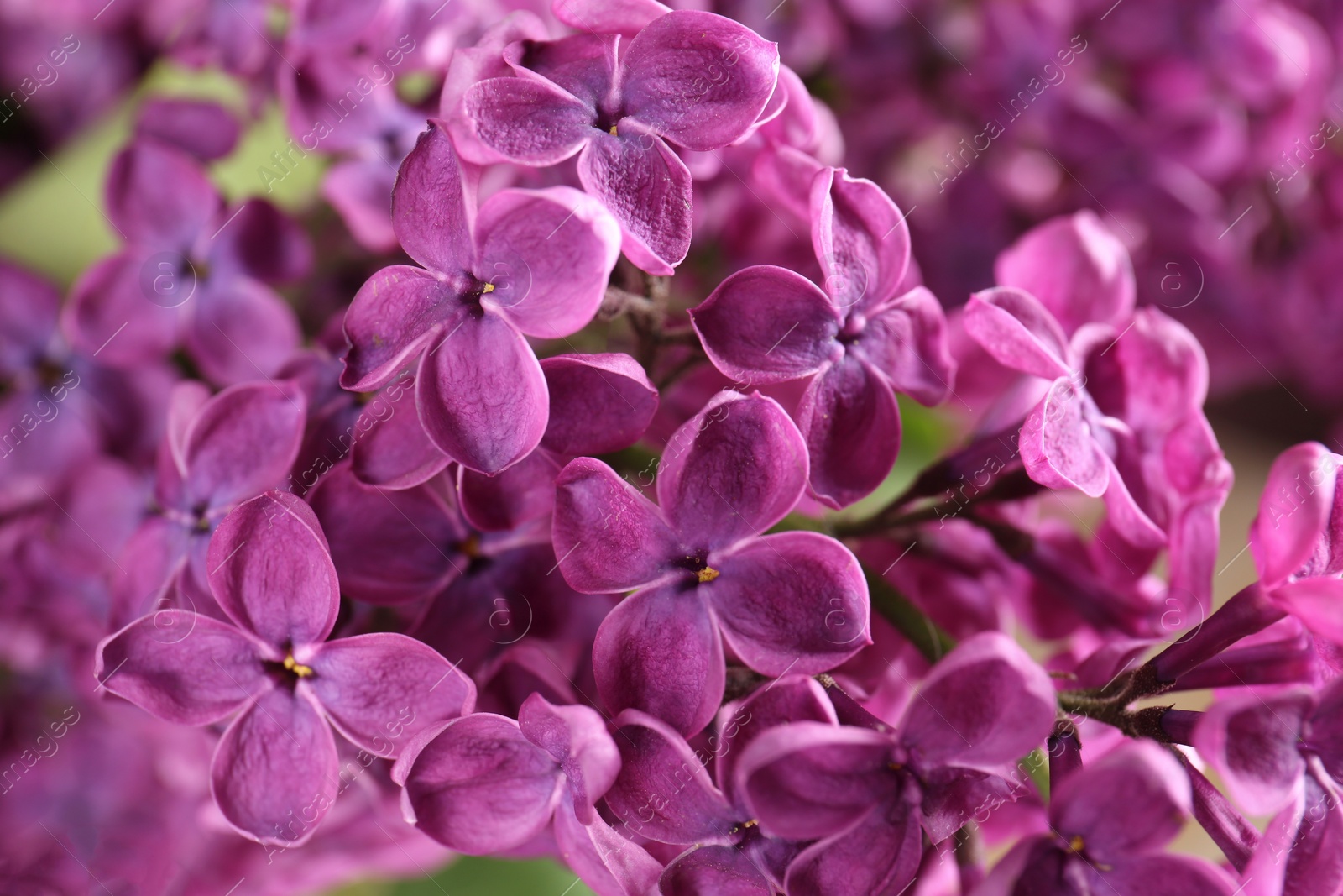 Photo of Closeup view of beautiful lilac flowers on blurred background