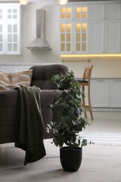 Stylish room interior with comfortable armchair and green eucalyptus tree