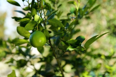 Ripe limes growing on tree in garden, closeup. Space for text