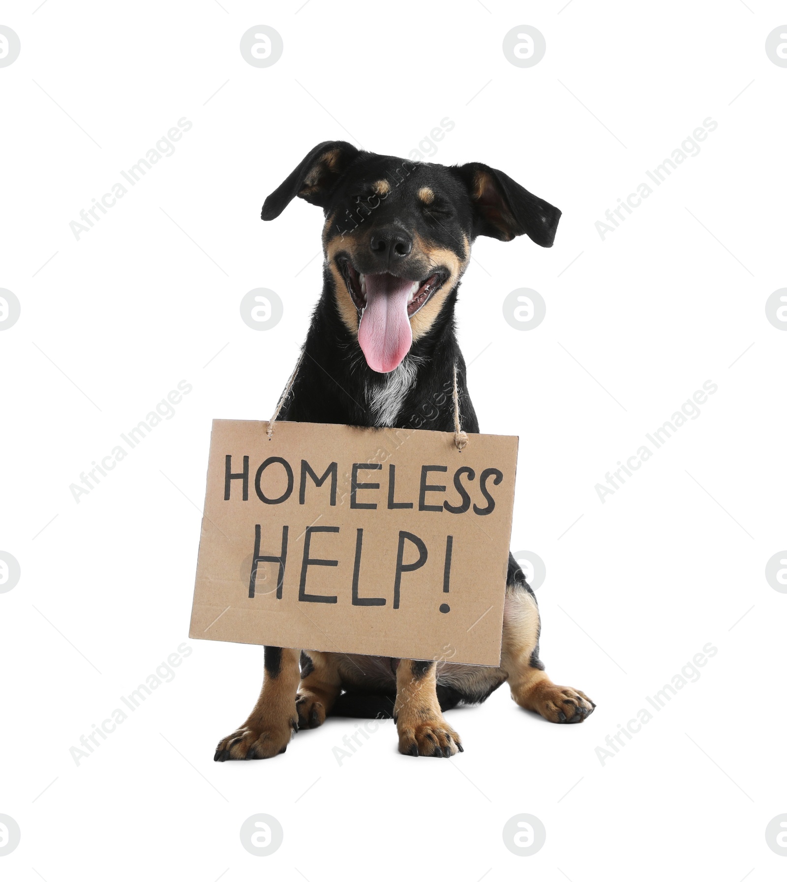 Photo of Cute dog with sign Homeless Help! on white background. Lost pet