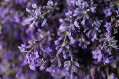 Photo of Beautiful lavender flowers as background, closeup view