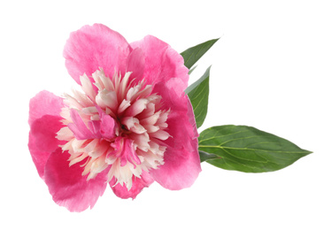 Beautiful pink peony flower isolated on white