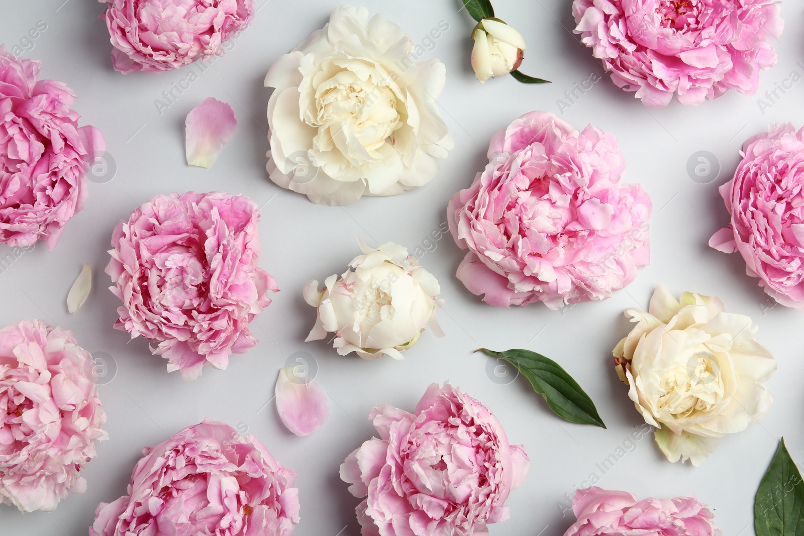 Photo of Beautiful peonies on light grey background, flat lay