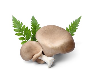 Photo of Delicious organic oyster mushrooms and leaves on white background