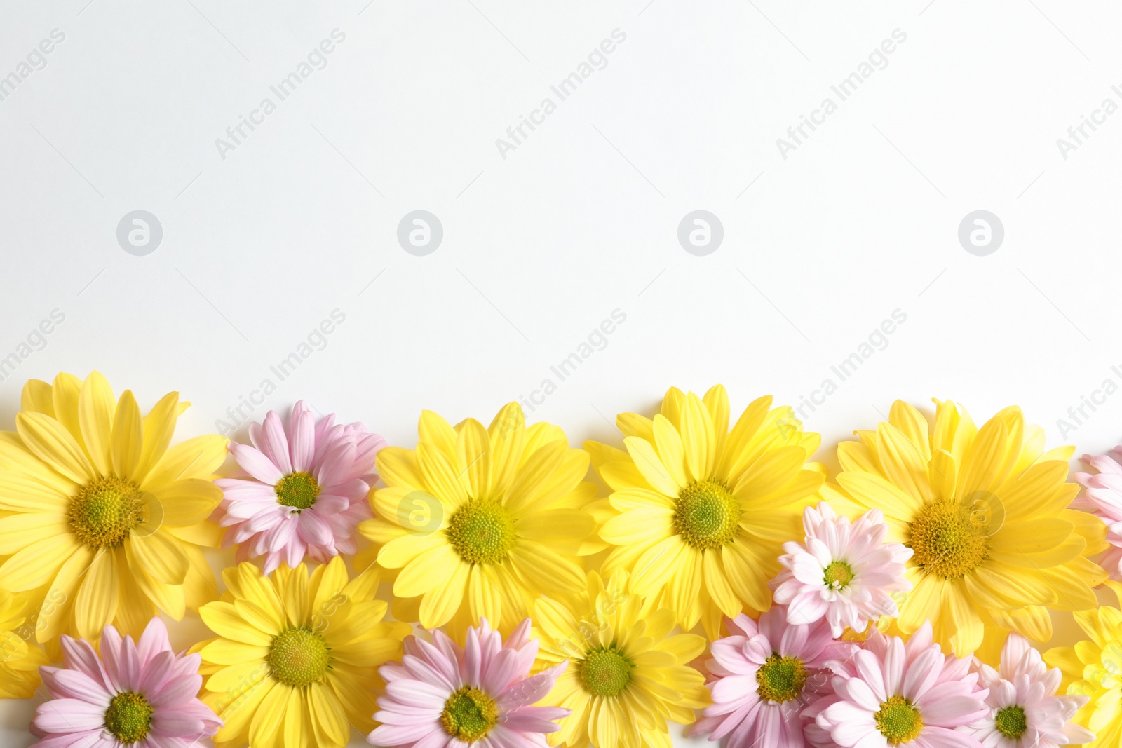 Photo of Beautiful chamomile flowers on white background, flat lay with space for text