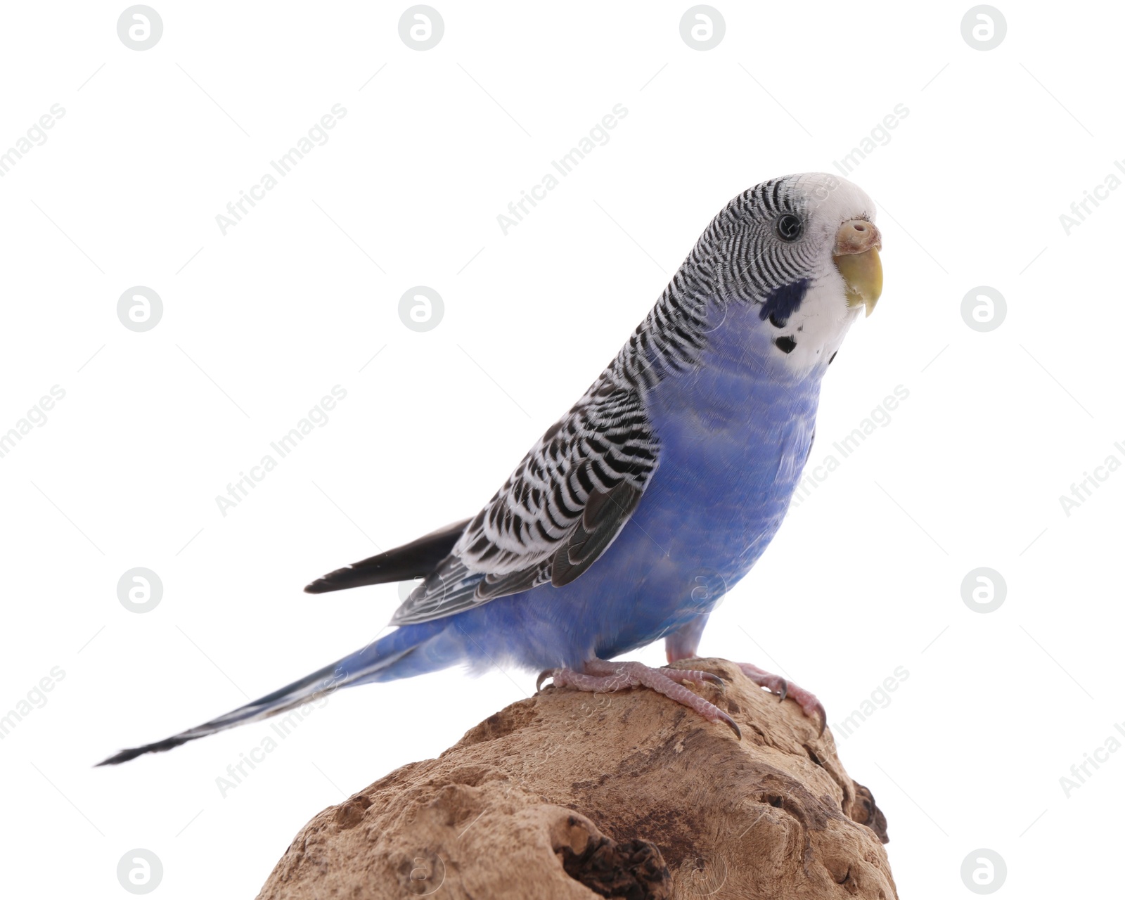 Photo of Beautiful parrot perched on wood against white background. Exotic pet