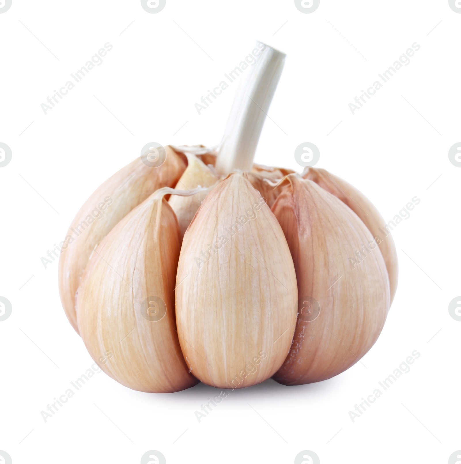 Photo of Fresh garlic on white background. Organic food