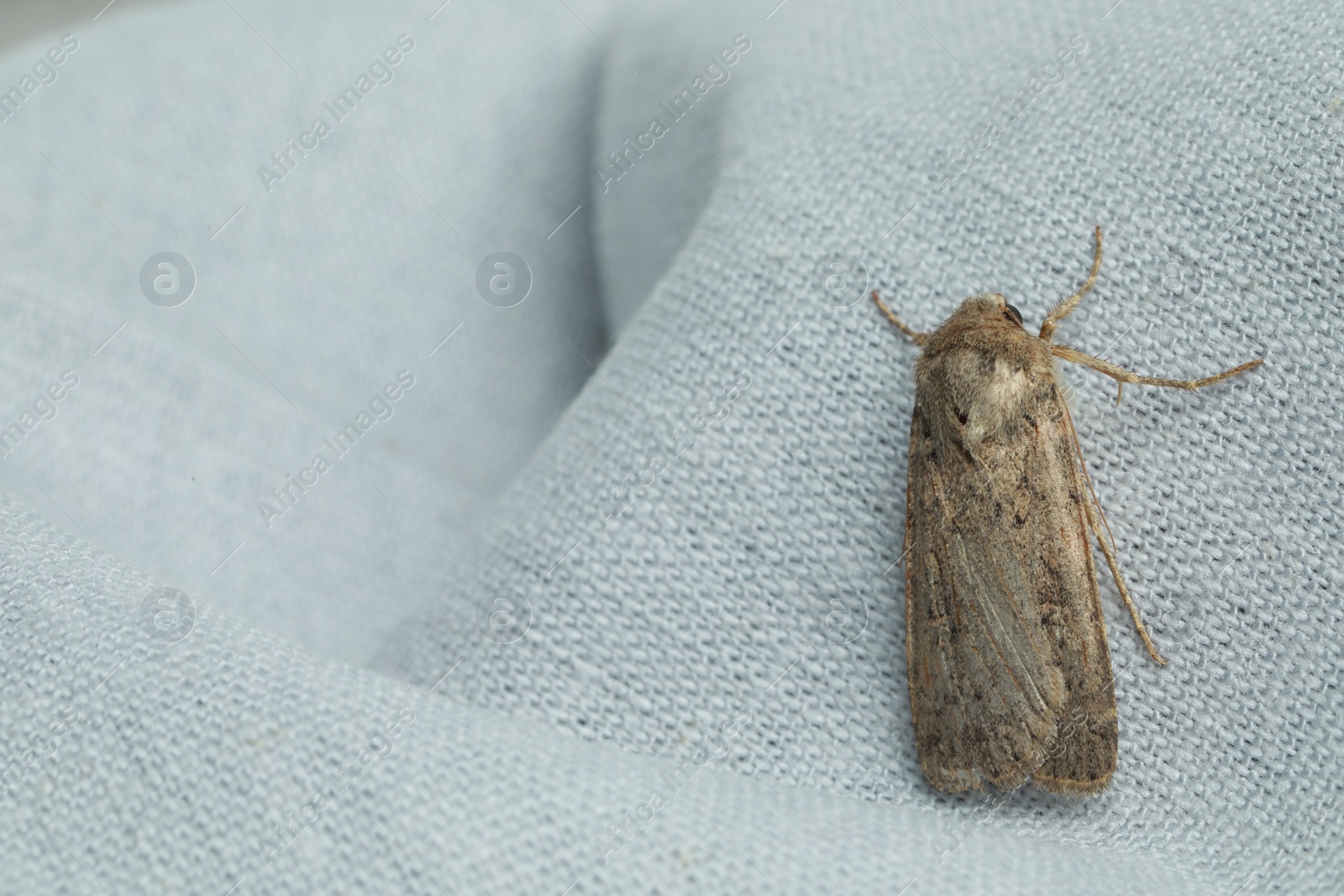 Photo of Paradrina clavipalpis moth with pale mottled wings on white cloth, space for text