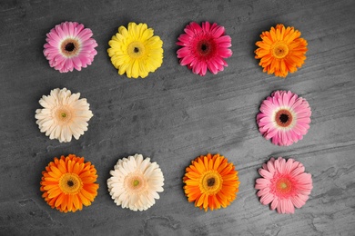 Flat lay composition with beautiful bright gerbera flowers on grey background. Space for text