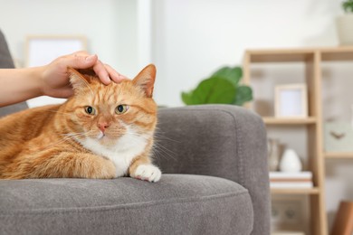 Photo of Woman petting cute ginger cat on armchair at home, closeup. Space for text