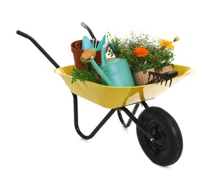 Wheelbarrow with flowers and gardening tools isolated on white