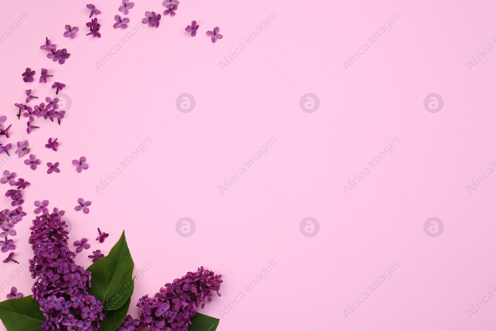 Photo of Flat lay composition with beautiful lilac flowers and green leaves on pale pink background. Space for text