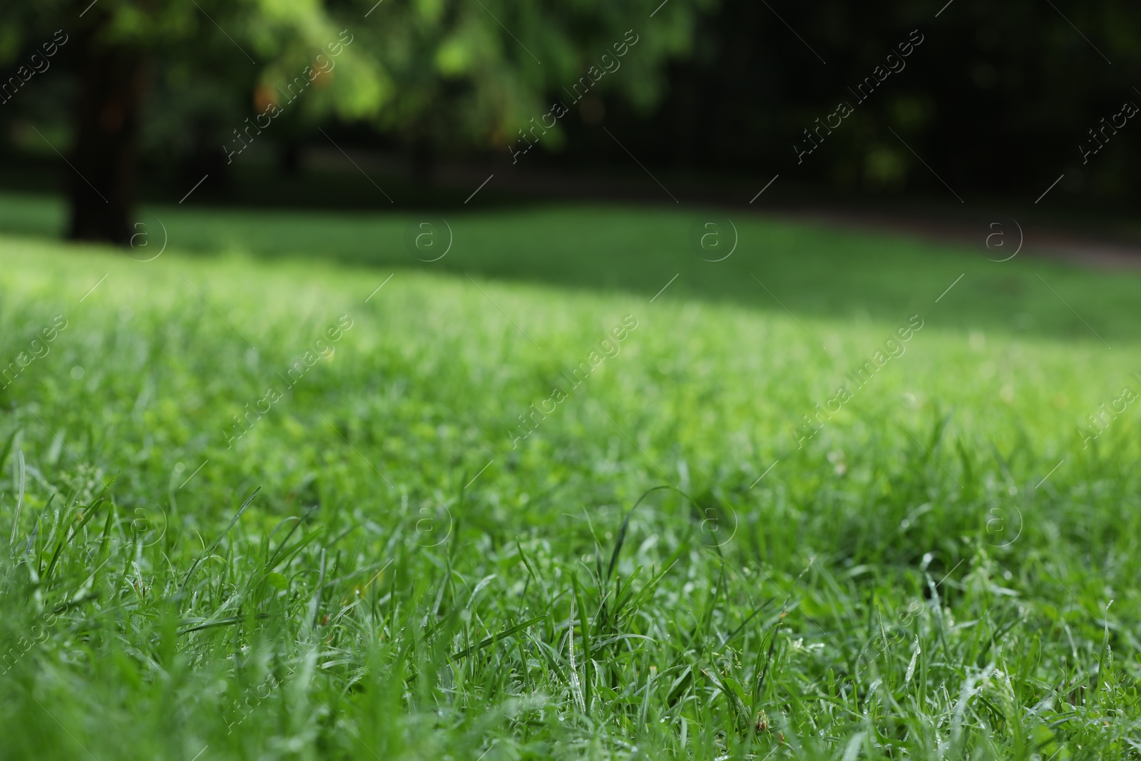 Photo of Fresh green grass with water drops growing on meadow in summer