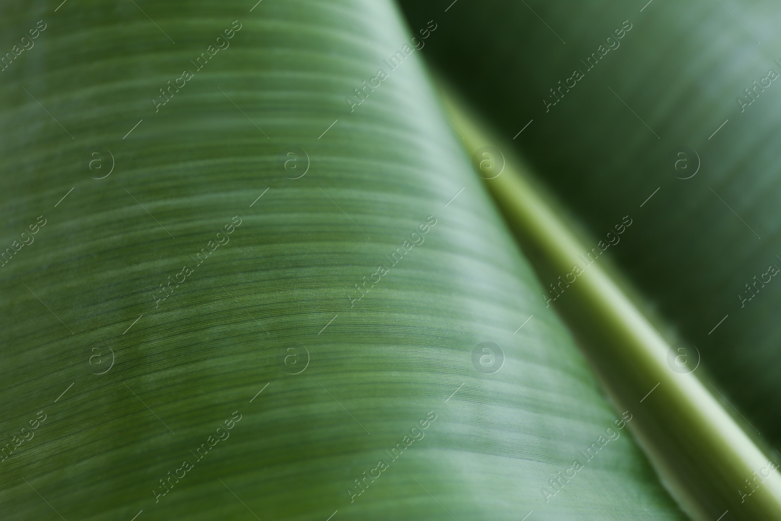 Photo of Green banana leaf as background, closeup view. Tropical foliage