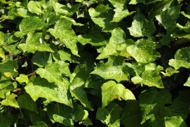 Photo of Green ivy leaves with rain drops as background