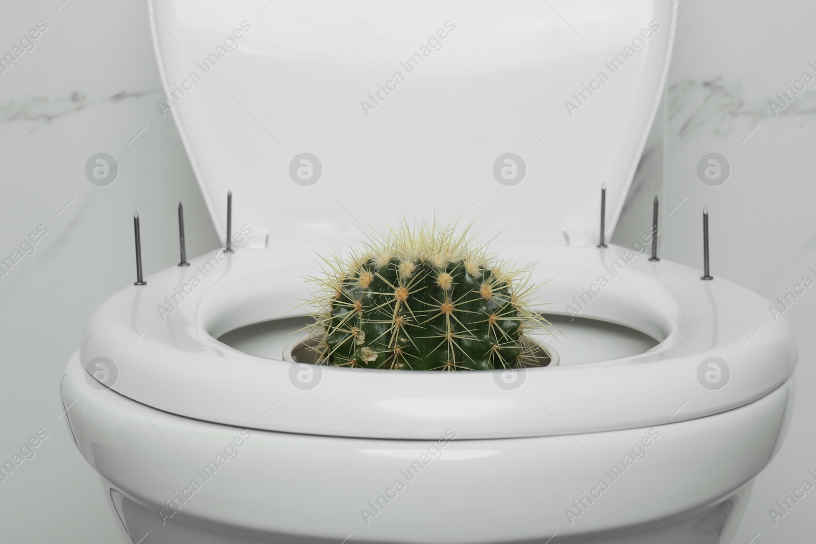 Photo of Toilet bowl with cactus and nails near marble wall, closeup. Hemorrhoids concept