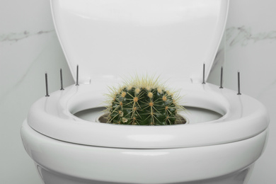 Toilet bowl with cactus and nails near marble wall, closeup. Hemorrhoids concept