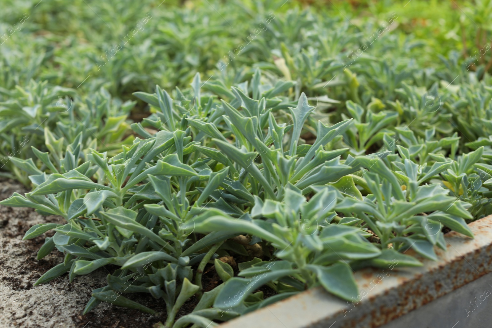 Photo of Many fresh seedlings growing in soil, closeup