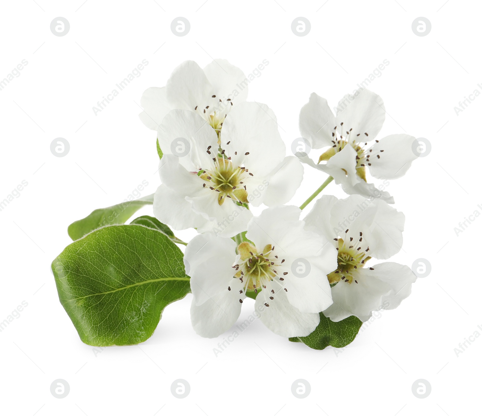 Photo of Beautiful flowers of blossoming pear tree on white background