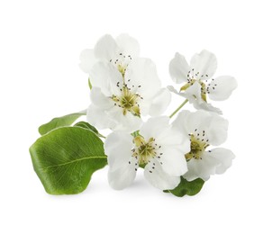 Photo of Beautiful flowers of blossoming pear tree on white background