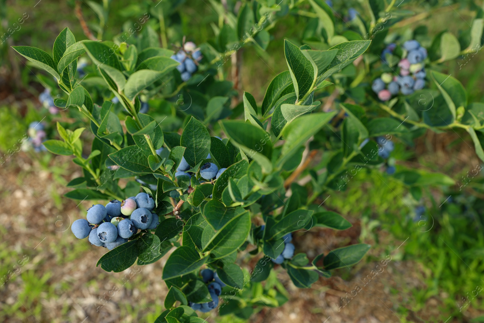 Photo of Bush of wild blueberry with berries growing outdoors